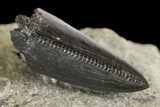 Serrated, Allosaurus Tooth Tip - Colorado #152070-2